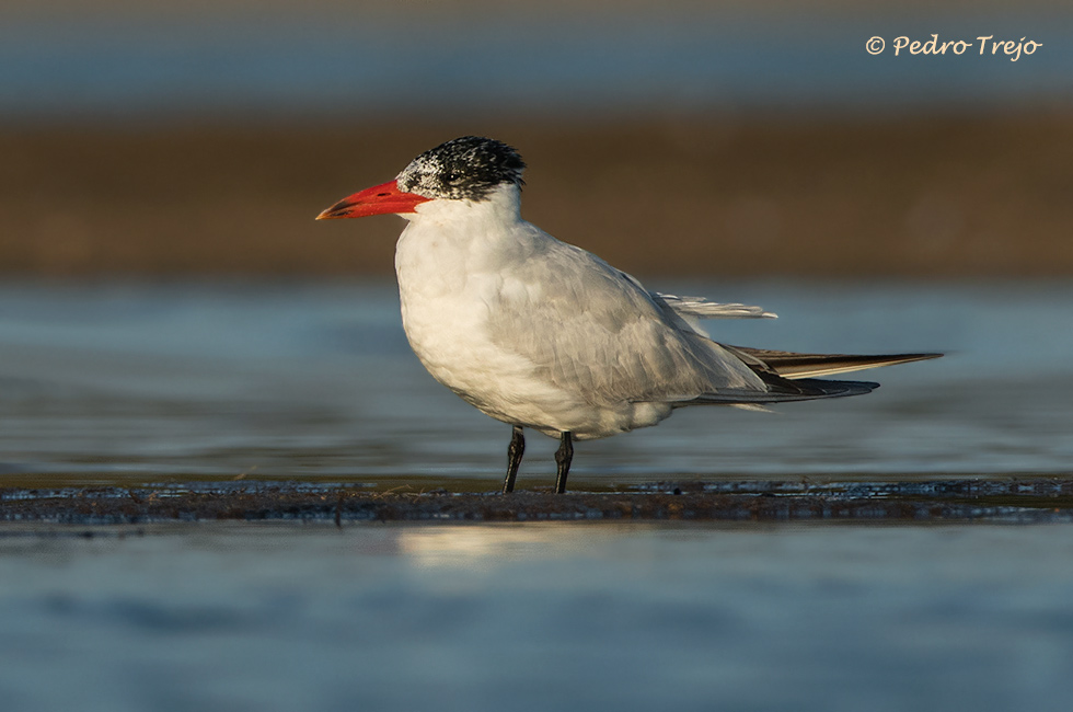 Pagaza piquirroja (Hydroprogne caspia)